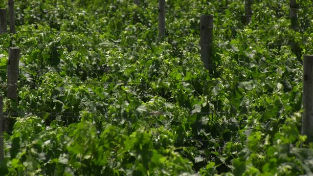 Plantaci&oacute;n de uvas