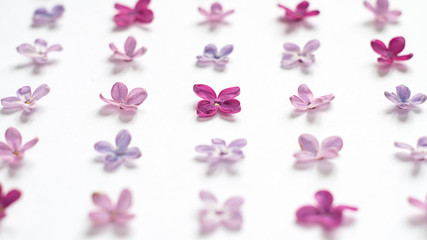 Rows of many small purple and pink lilac flowers on white background