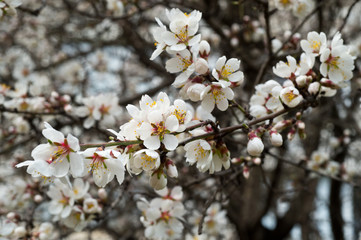 Blossoming almond tree branches, the background blurred.