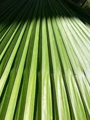 palm tree leaf