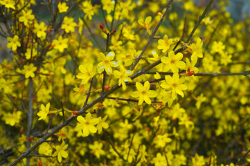 Yellow bloom of a winter jasmine bush.