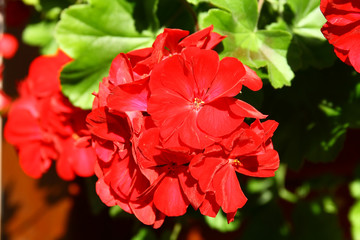 Red geraniums