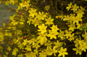 Yellow bloom of a winter jasmine bush.