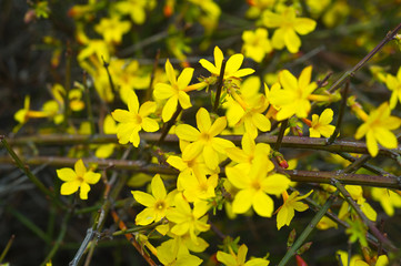 Yellow bloom of a winter jasmine bush.