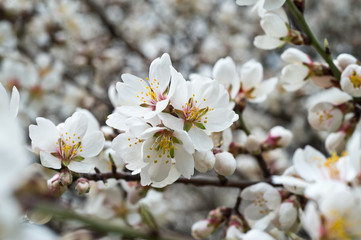 Obraz premium Blossoming almond tree branches, the background blurred.