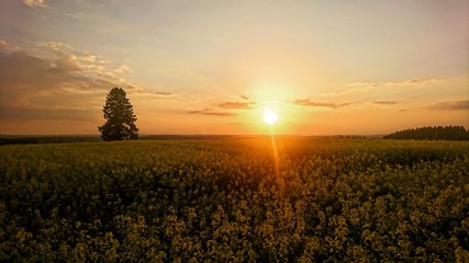 Obraz premium Rapsfeld in der Sonne