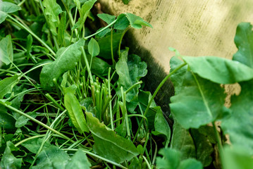 Farmer in the garden harvesting sorrel.