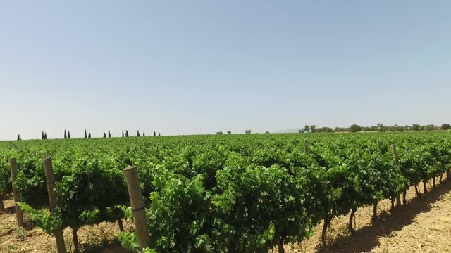 Vi&ntilde;edo
