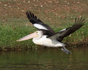 Pelican taking off on sunny afternoon