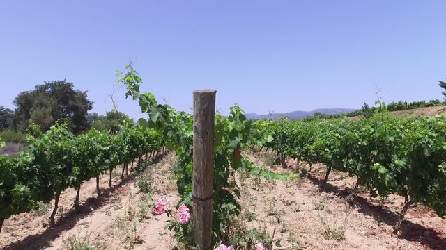 Vi&ntilde;edo