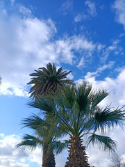 palm trees in clear cloudy weather