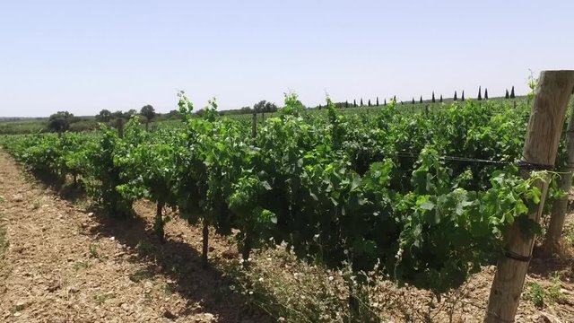 Vi&ntilde;edo