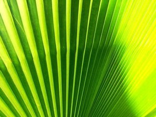 Fototapeta premium palm leaves background