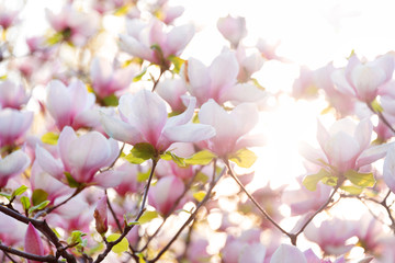 Blooming magnolia tree. Pink magnolias in spring day. © Magryt