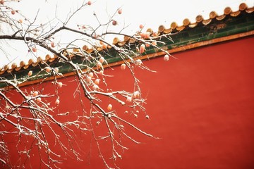 雪後の柿と故宮の赤い壁