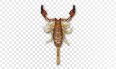 Scorpion realistic icon. Vector realism 3d scorpion.
