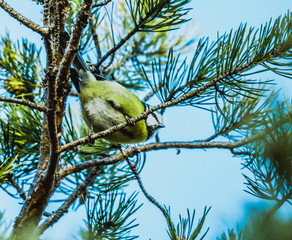 Modraszka zwyczajna, modraszka, sikora modra, Cyanistes caeruleus © Dreamnordno