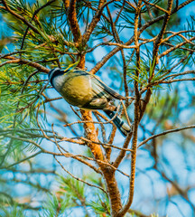 Modraszka zwyczajna, modraszka, sikora modra, Cyanistes caeruleus © Dreamnordno