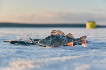 The perch caught in the winter lies on ice.