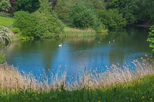 Weiher im Ph&ouml;nixpark, Dublin, Irland