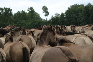 wild horses, in the origin nature
