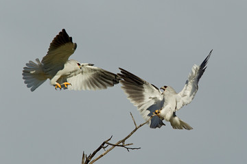 Kite Attack