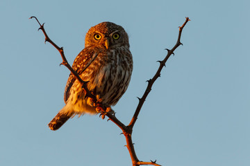 Pear-Spotted Owl - 314460107