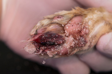 cat paw with large wound treated with sugar