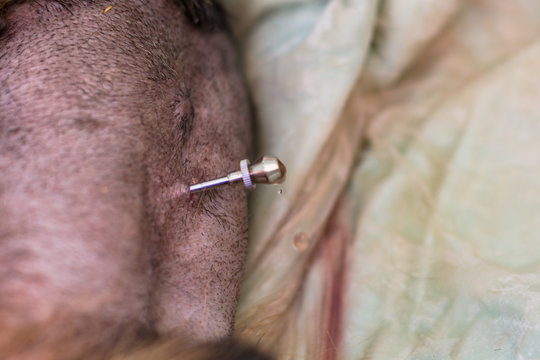 Abdominocentesis in Dog with severe cardiac disease and ascitis