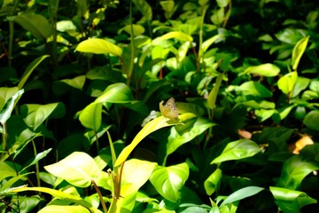 Butterfly in the green forest