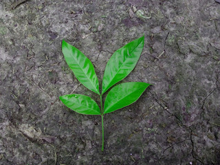 Beautiful green leaf in the soil background in the winter morning