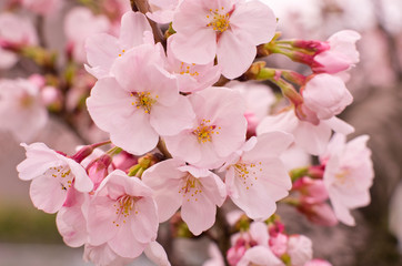 Cherry blossoms in full bloom.