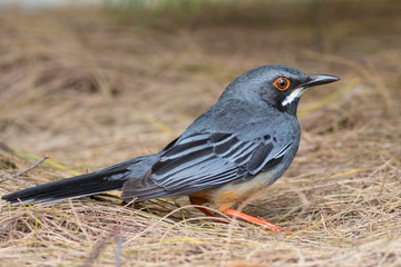 Obraz premium Red-legged thrush, Turdus plumbeus, Zorzal