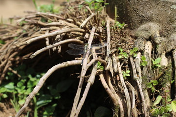 roots of a tree