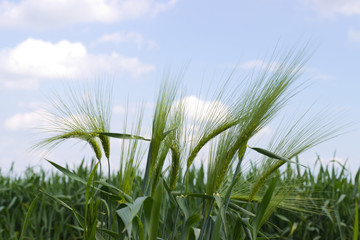 young, green ears of unripe wheat swing in the summer wind