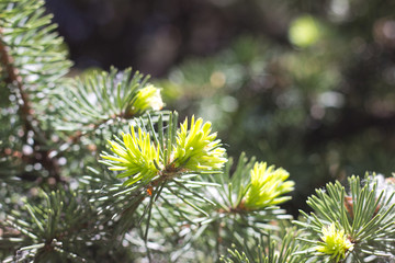 branches of spruce with young light green shoots