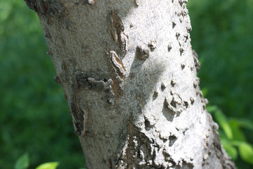 forest tree trunk with embossed light bark