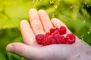 A handful of organic raspberries on green background