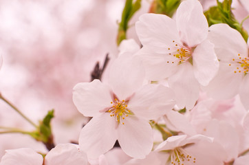 Fototapeta na wymiar Cherry blossoms in full bloom.