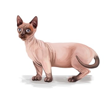 Minskin Cat crossing of the Munchkin with the Sphynx. Bambino cat breed isolated on white background. Digital art illustration of hand drawn kitty for web. Kitten breed of domestic pet, t-shirt print.