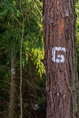 An old pine tree in a forest marked with white paint to be cut down.