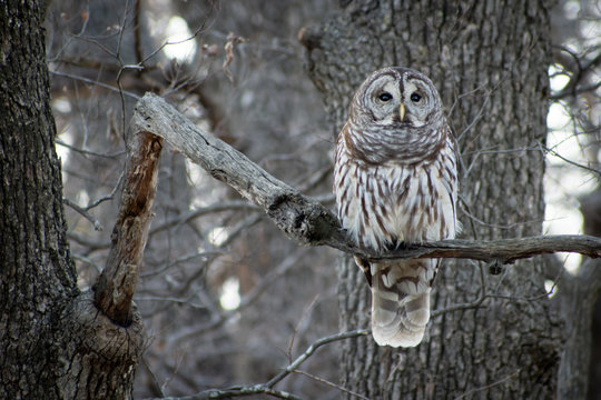 Barred owl perched on an oak branch