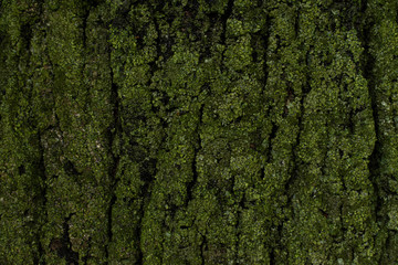 Wet mossy texture of tree bark