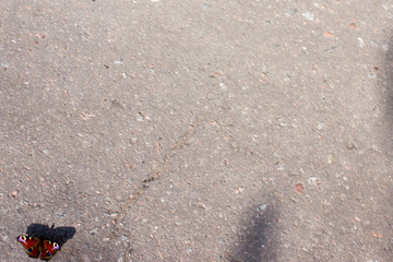 Aglais io European peacock, peacock butterfly sitting with wide open wings on the gray asphalt ground with copyspace