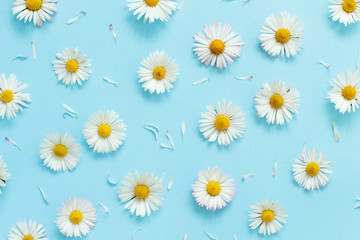 White daisies on a light blue background