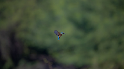 Common Kingfisher