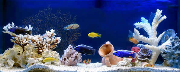 Freshwater aquarium in pseudo-sea style. Aquascape and aquadesign.	