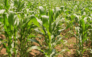A close up view of maize plants in the field.