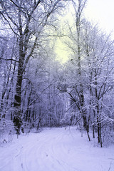Winter landscape: snowy weather and trees covered in snow