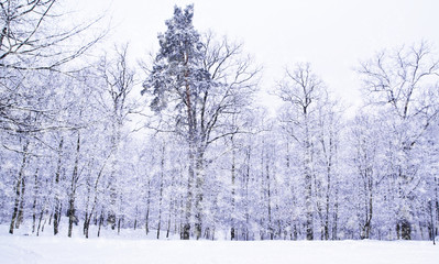 Winter landscape: snowy weather and trees covered in snow